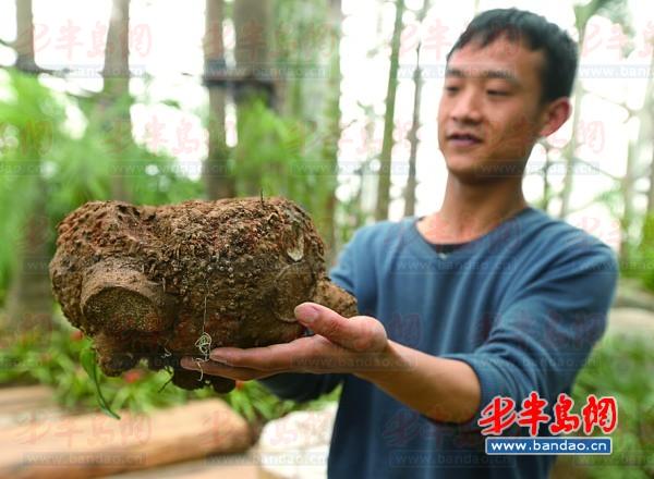 工作人員捧著魔芋向記者展示。