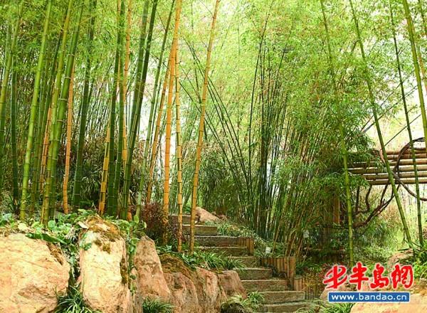 植物館里的竹林。