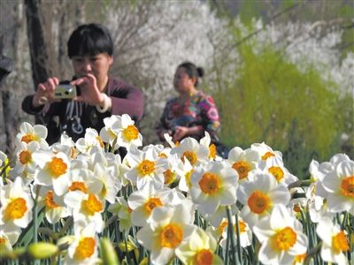北京賞花