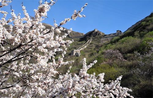 北京賞花