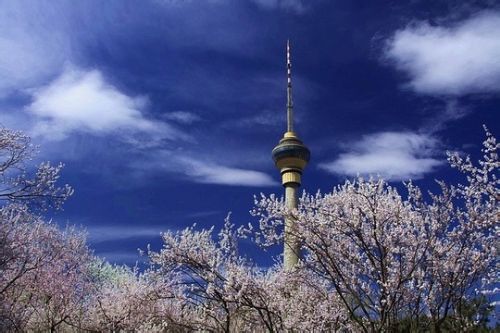 北京賞花