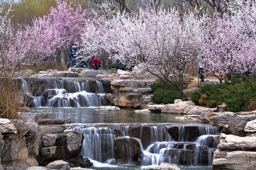 北京賞花