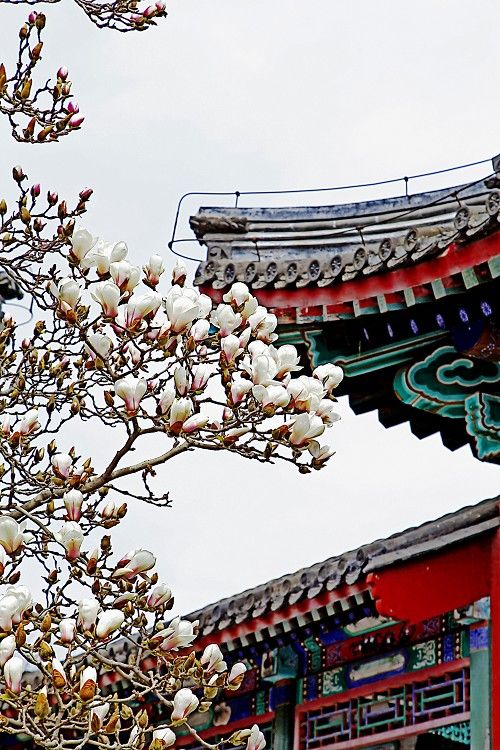 北京賞花