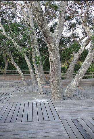 景觀設計 唐納花園 托馬斯·丘奇 加州花園
