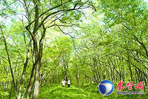 黃河三角洲濕地槐花節