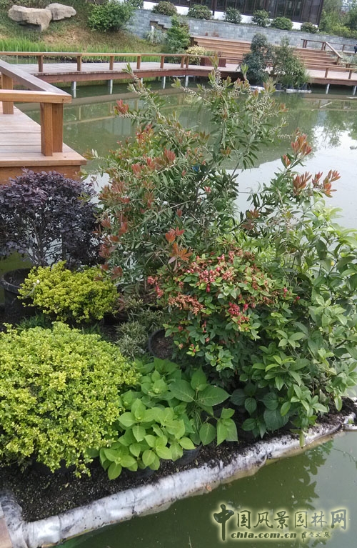 杭州園林 景觀型 生態浮床