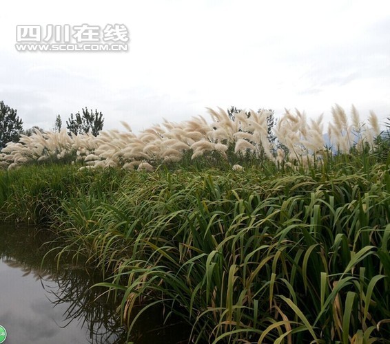 邛海打造全國最大城市濕地