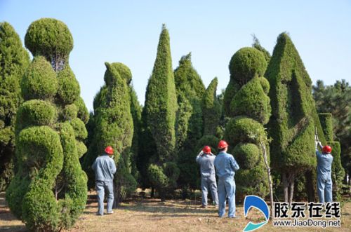 煙臺：打造文明宜居環(huán)境 500多個植物造型獨具美感
