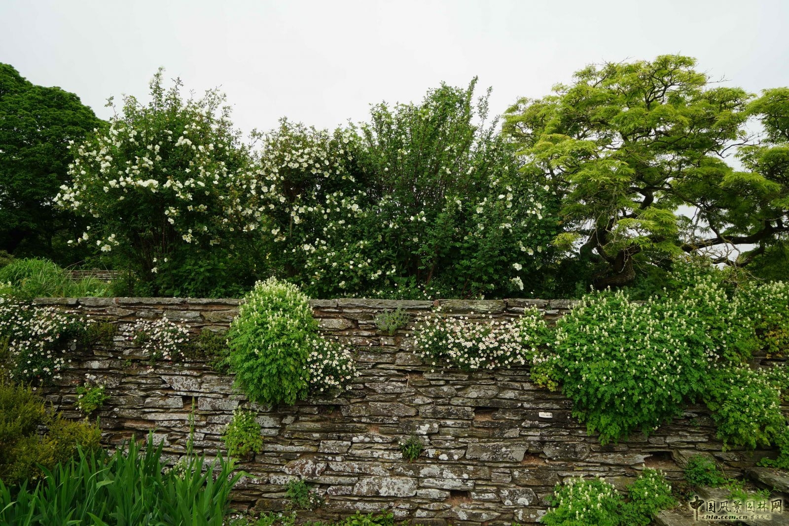 俯拾皆是“杰基爾Style”——英國赫斯特庫姆花園