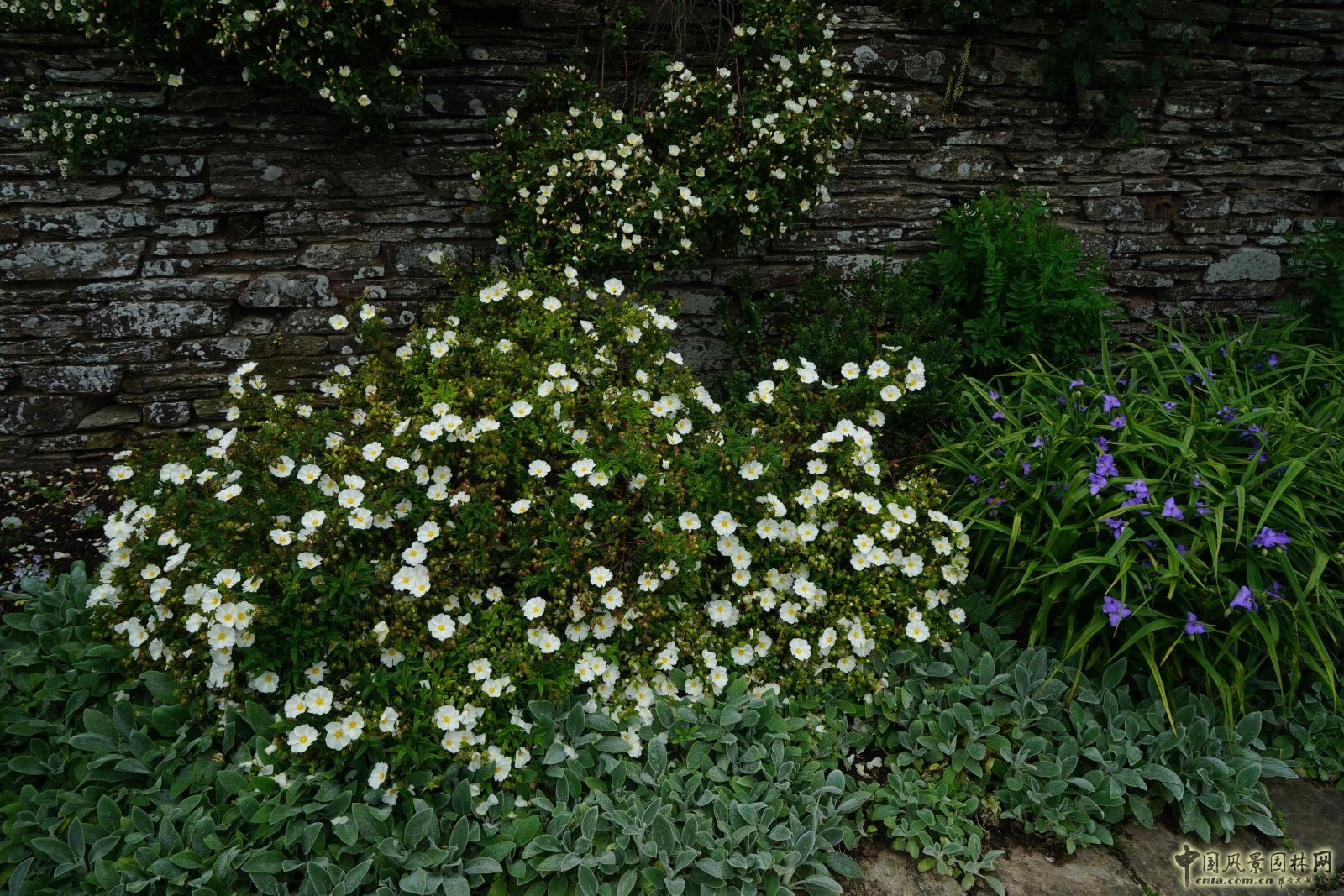 俯拾皆是“杰基爾Style”——英國赫斯特庫姆花園