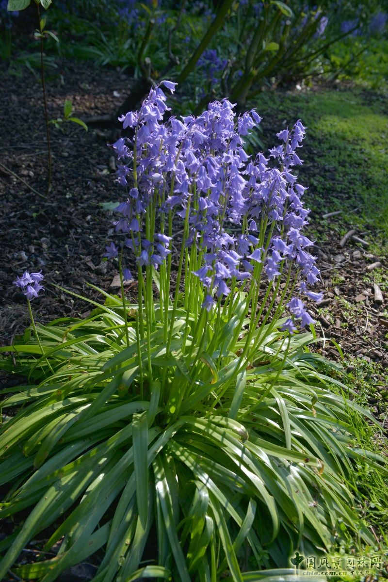 讓我碰見一個藍(lán)鈴花般的姑娘？——小記英國鄉(xiāng)土野花寶貝