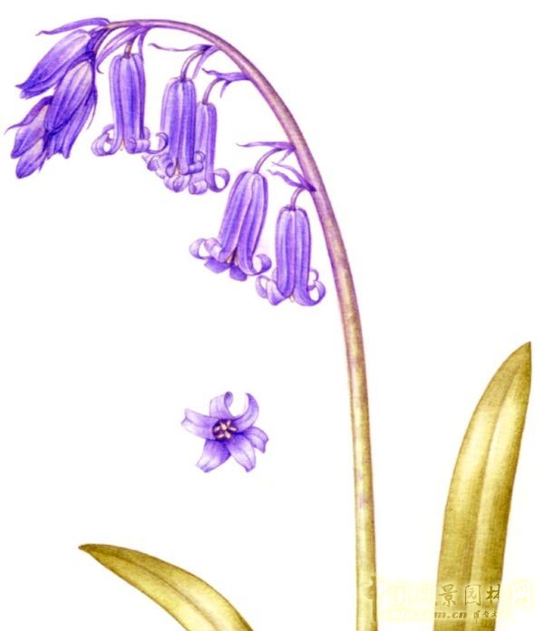 讓我碰見一個藍鈴花般的姑娘？——小記英國鄉(xiāng)土野花寶貝
