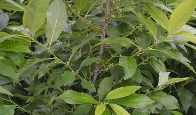 北美冬青考察團赴荷蘭考察報告