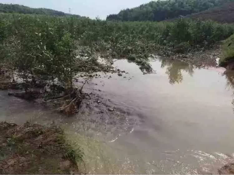 洪澇對(duì)園林植物的影響及災(zāi)后管理措施