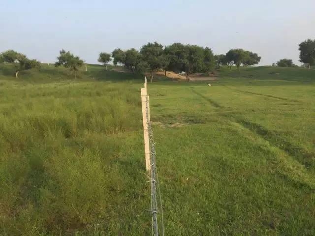 風沙中的堅強小草——蒙草生態修復顯成效