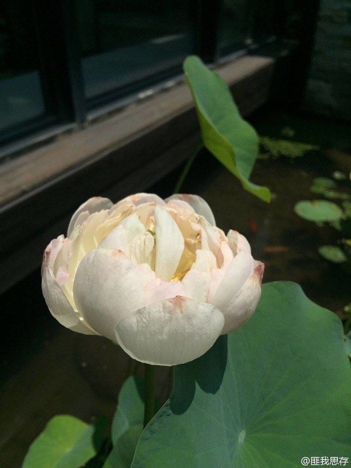 碗蓮如何繁殖養(yǎng)護