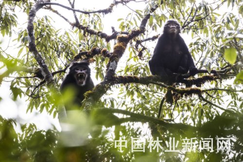 云南怒江生物多樣性攝影展開(kāi)展