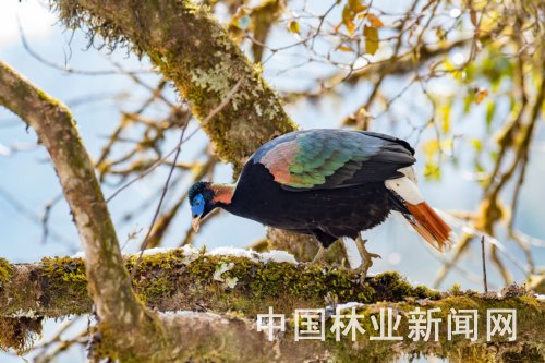 云南怒江生物多樣性攝影展開(kāi)展