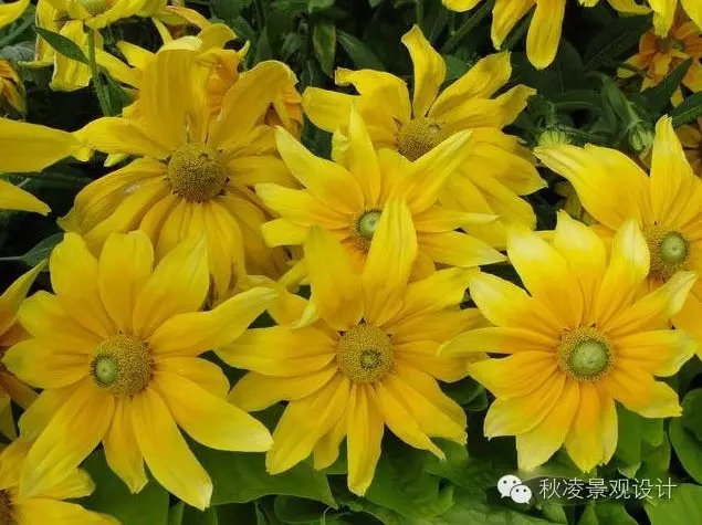 50種常見(jiàn)宿根花卉