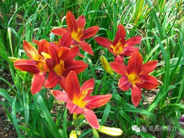 50種常見(jiàn)宿根花卉
