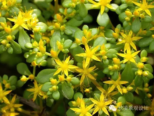 50種常見(jiàn)宿根花卉