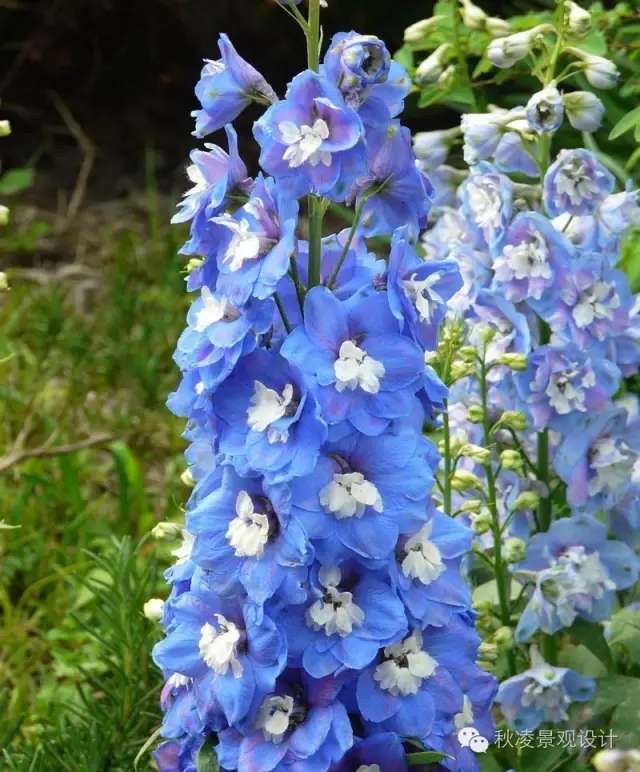 50種常見(jiàn)宿根花卉