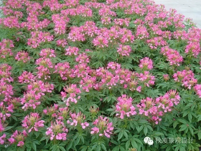 50種常見(jiàn)宿根花卉
