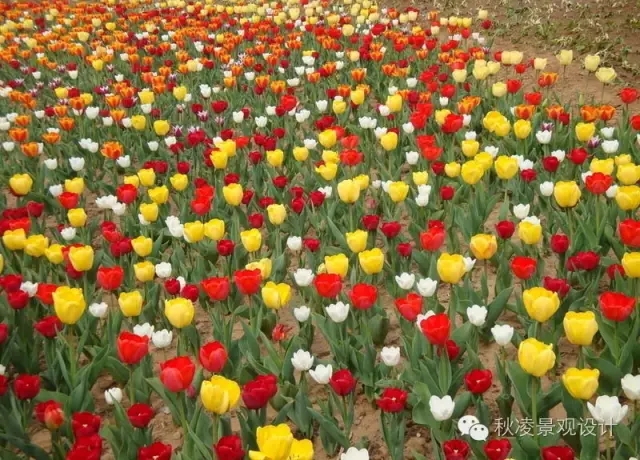 50種常見(jiàn)宿根花卉
