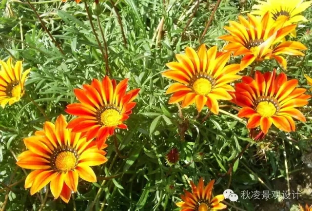 50種常見(jiàn)宿根花卉