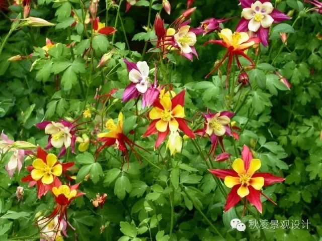 50種常見(jiàn)宿根花卉