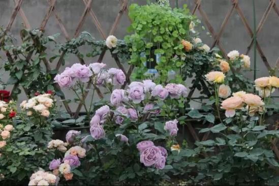 3位女大學(xué)生樂當(dāng)種花匠 坎墩后花園打造“花樣年華