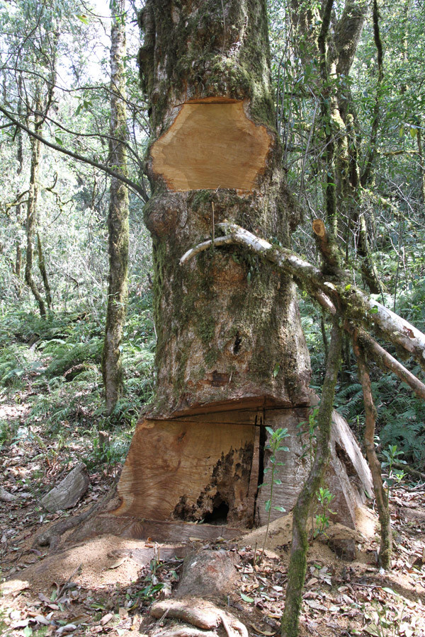 中緬共同研討生物多樣性保護(hù)問題