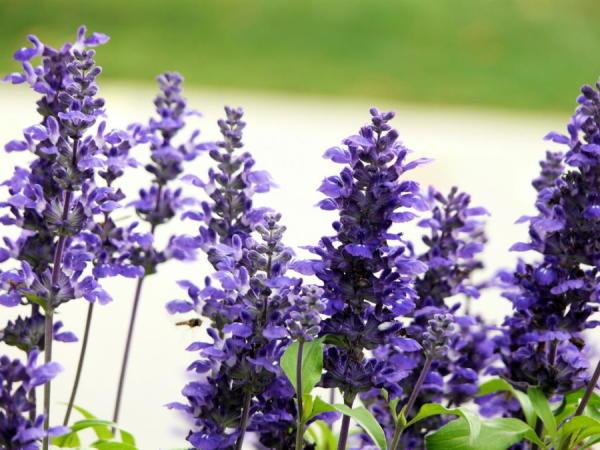 12生肖都有對(duì)應(yīng)的幸運(yùn)植物