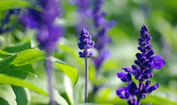 12生肖都有對(duì)應(yīng)的幸運(yùn)植物