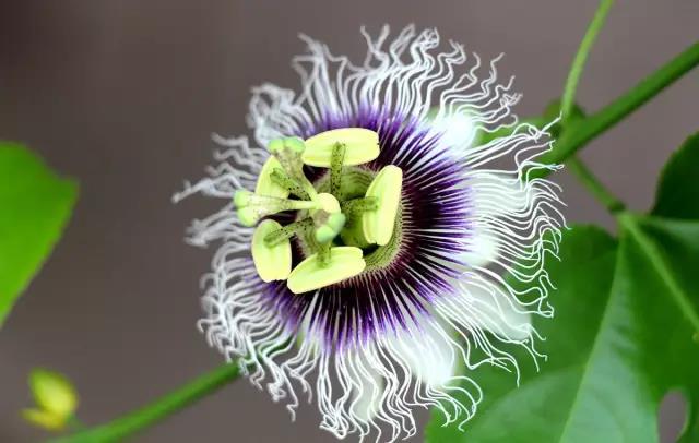 這些以“雞”為名的植物你認識幾個？