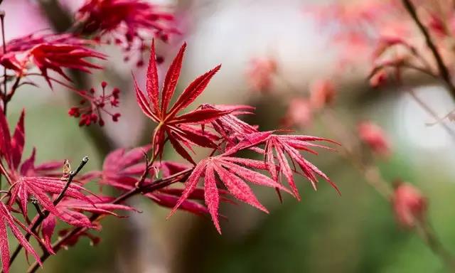 這些以“雞”為名的植物你認識幾個？