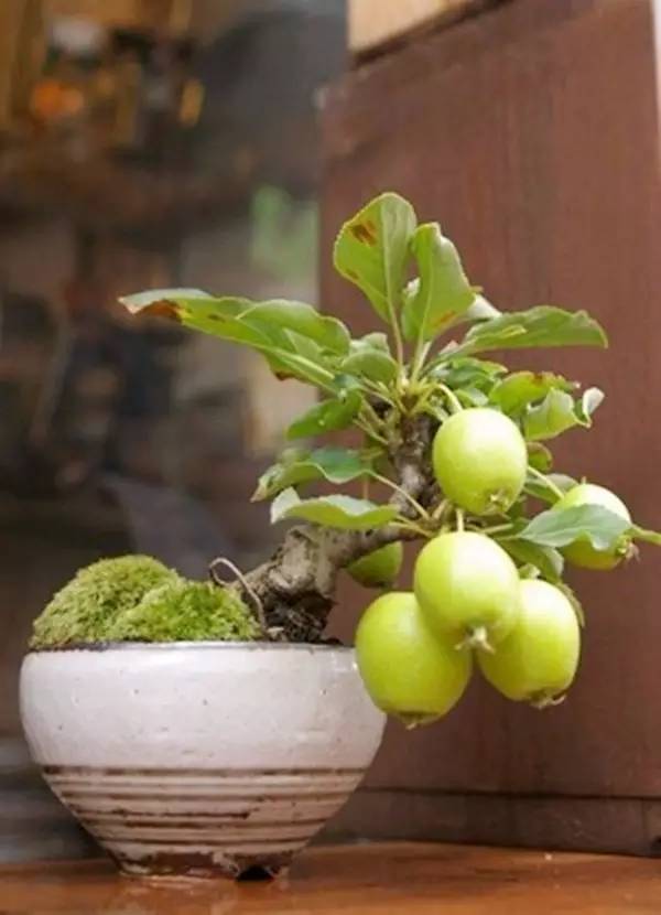 驚艷的水果盆栽