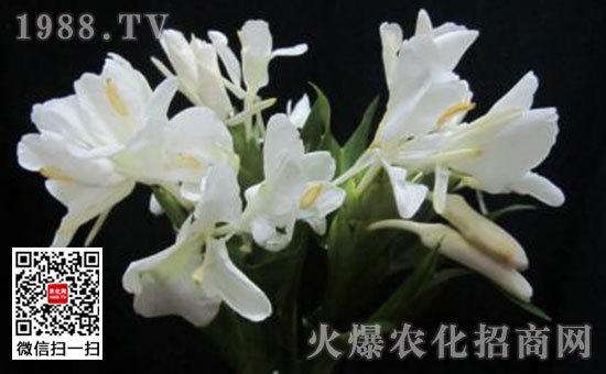 姜花是生姜的花嗎，姜花怎么種植栽培