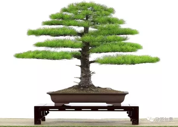 盆景知識：栽培與養護的九個要素