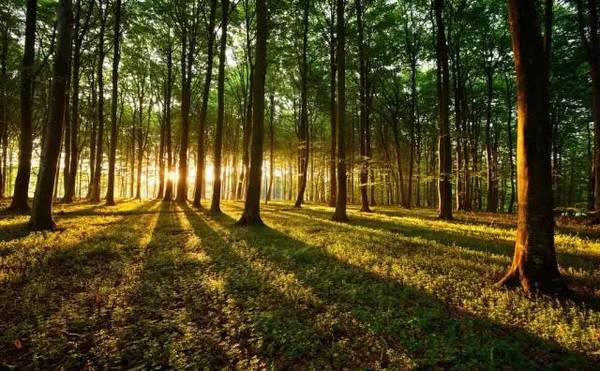 苗木長久經營,這些趨勢應該看清