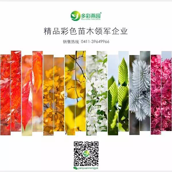 盤點(diǎn)常見觀花大喬木