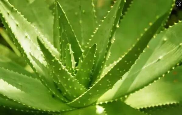 適合家庭栽培的吸毒植物，你知道哪些？