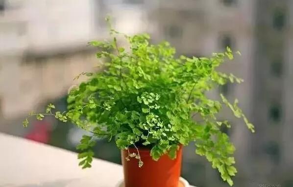 適合家庭栽培的吸毒植物，你知道哪些？