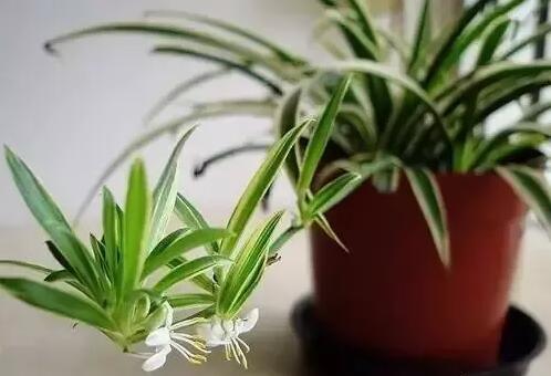 適合家庭栽培的吸毒植物，你知道哪些？