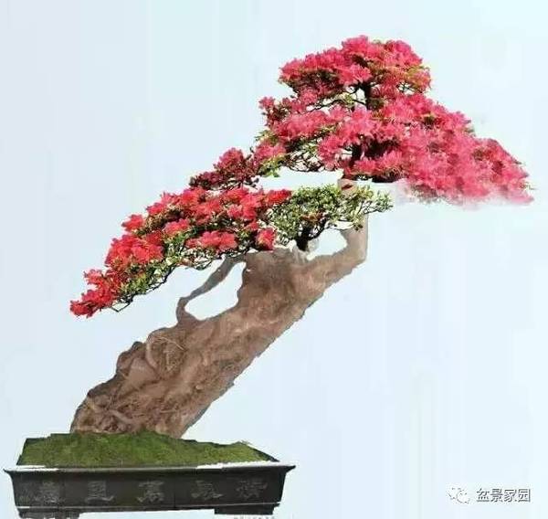 你應(yīng)該知道的苗木盆景行業(yè)術(shù)語