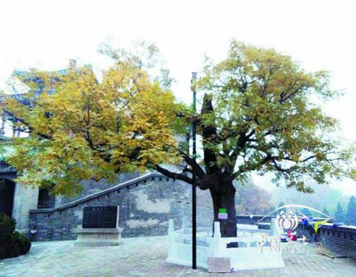 邯鄲叢臺(tái)公園一級(jí)國槐古樹保護(hù)工程完工