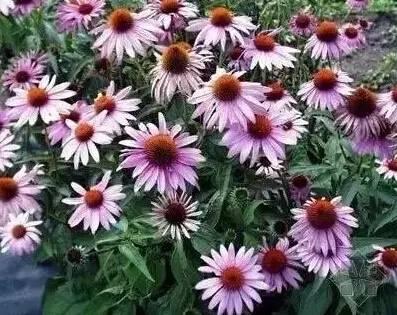 認(rèn)識(shí)植物：這些常見的園林植物你認(rèn)識(shí)嗎？