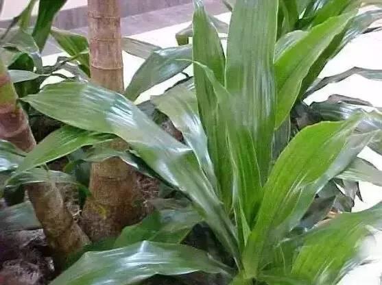 認(rèn)識(shí)植物：這些常見的園林植物你認(rèn)識(shí)嗎？