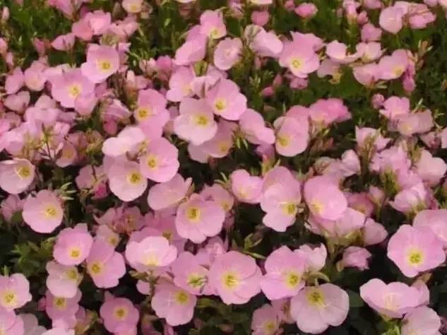 認(rèn)識(shí)植物：這些常見的園林植物你認(rèn)識(shí)嗎？