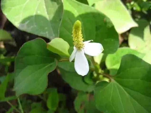 認(rèn)識(shí)植物：這些常見的園林植物你認(rèn)識(shí)嗎？